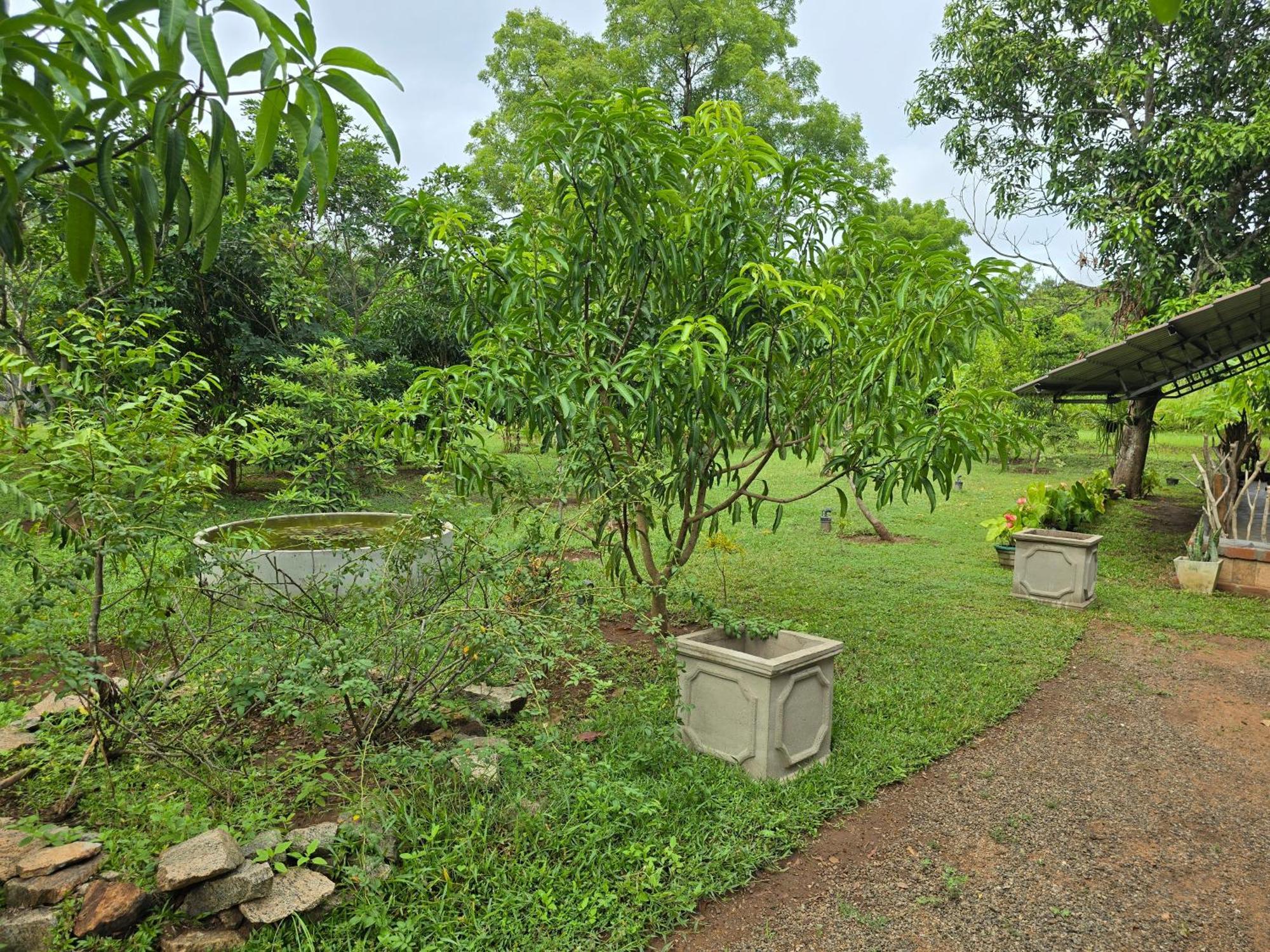 Ceylon Resort Wilpattu Exterior foto